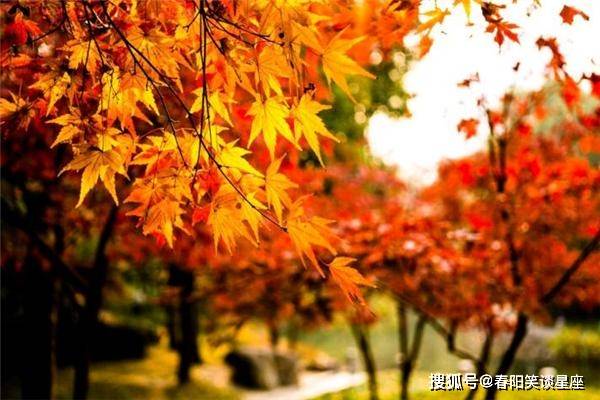 三五结合秋意浓是什么生肖，全面释义、深度解答解释落实