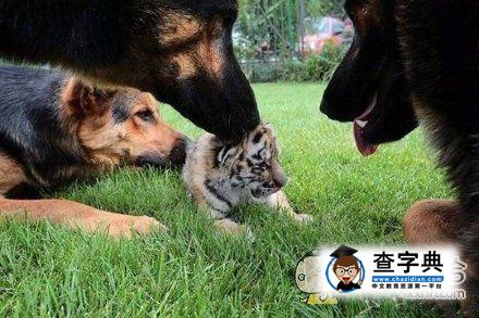 虎落平原被犬欺，古人流传有道理打一个准确生肖详细解答、科学解答解释落实