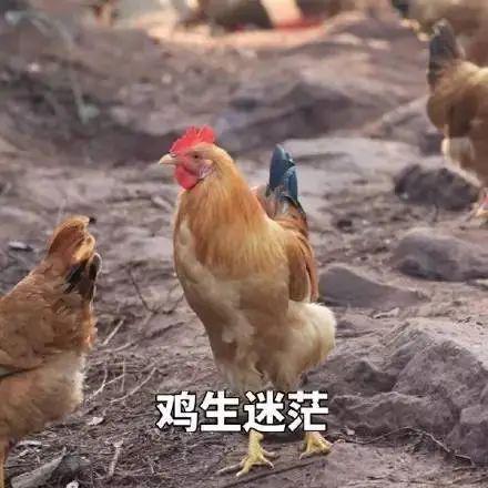 一道旭光分两地鸡啼鼠走四十六是什么生肖详细解答、解释与落实、全面解答解释落实